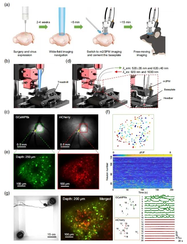 吳潤(rùn)龍課題組開發(fā)寬視場(chǎng)熒光導(dǎo)航系統(tǒng)，賦能自由行為動(dòng)物高效多光子成像