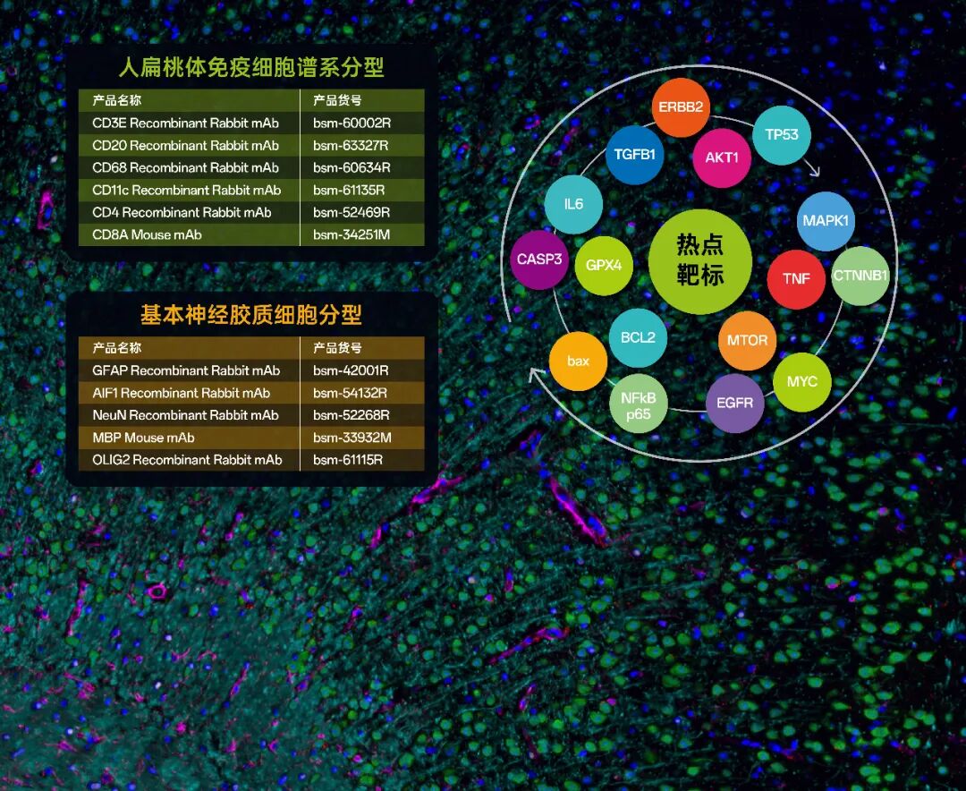 展会邀请 | 博奥森参展CSCB 2026 聚焦细胞生物学前沿，共话科研新突破