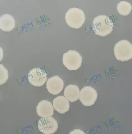 表面粗糙不透明，有皱摺，菌落特征一致