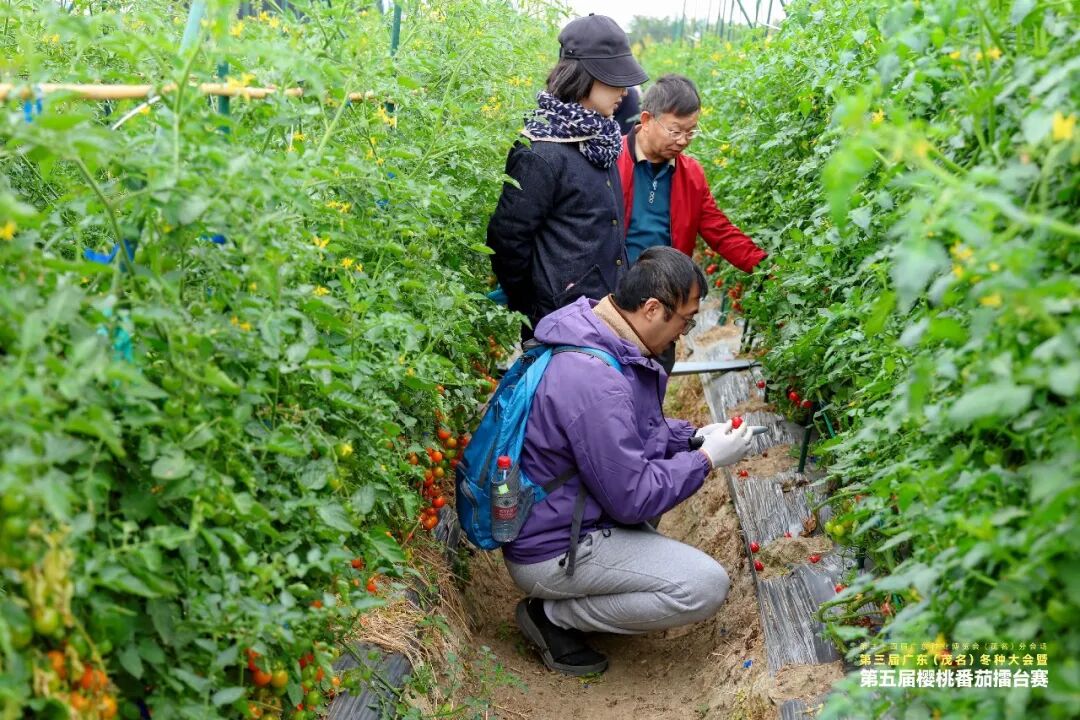 第五届樱桃番茄擂台赛评选现场