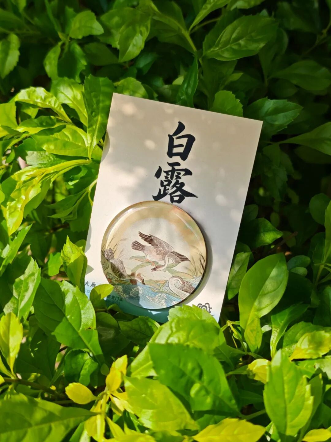 8.7�����ӯ����.jpg