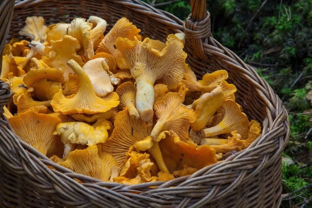 哪些食物是发物不能吃