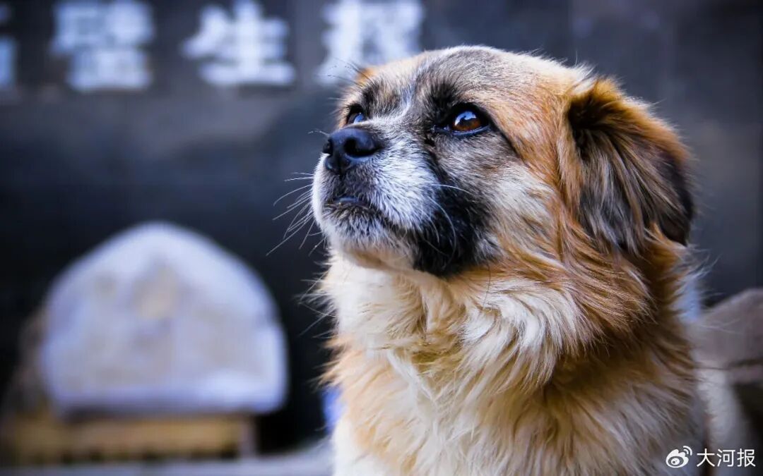 解禁中华田园犬是治理的进步