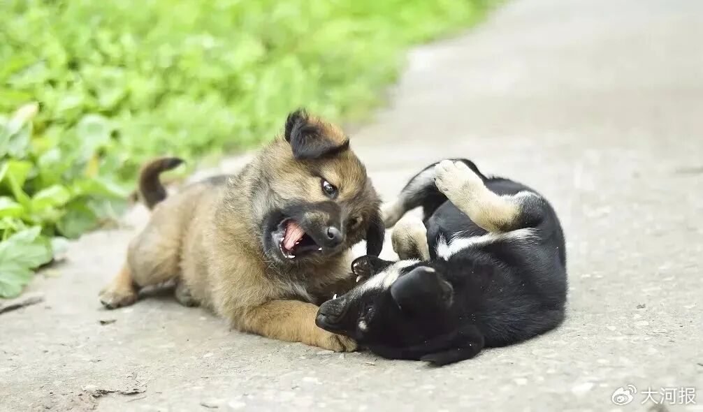 解禁中华田园犬是治理的进步,媒体评：解禁中华田园犬是治理的进步