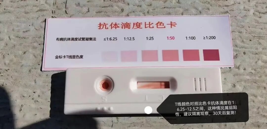 牛羊養(yǎng)殖場(chǎng)，如何快速檢測(cè)牛羊是否感染布病?