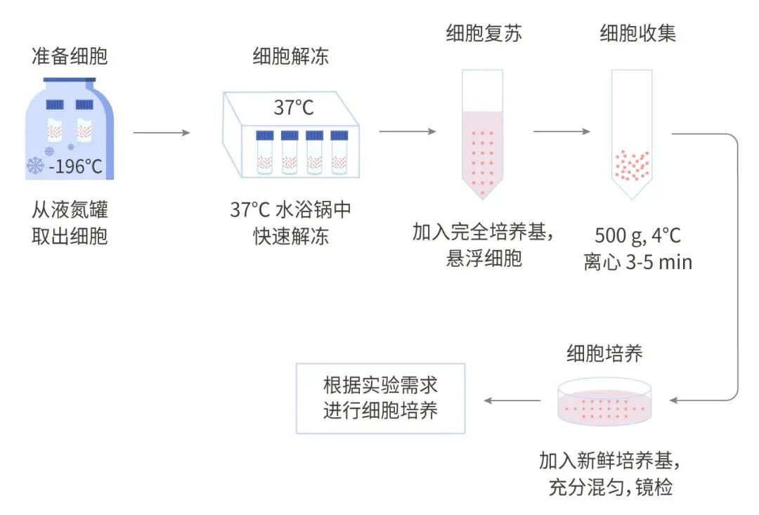 一文解析細(xì)胞培養(yǎng)技術(shù)一站式打包方案！