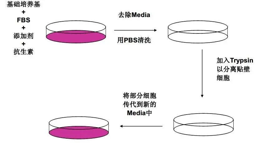 一文解析細(xì)胞培養(yǎng)技術(shù)一站式打包方案！