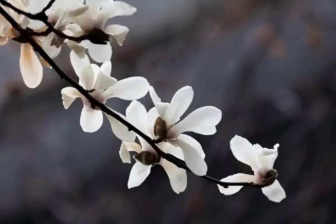 u=4060173913,2383145347&fm=253&fmt=auto&app=138&f=JPEG.jpg