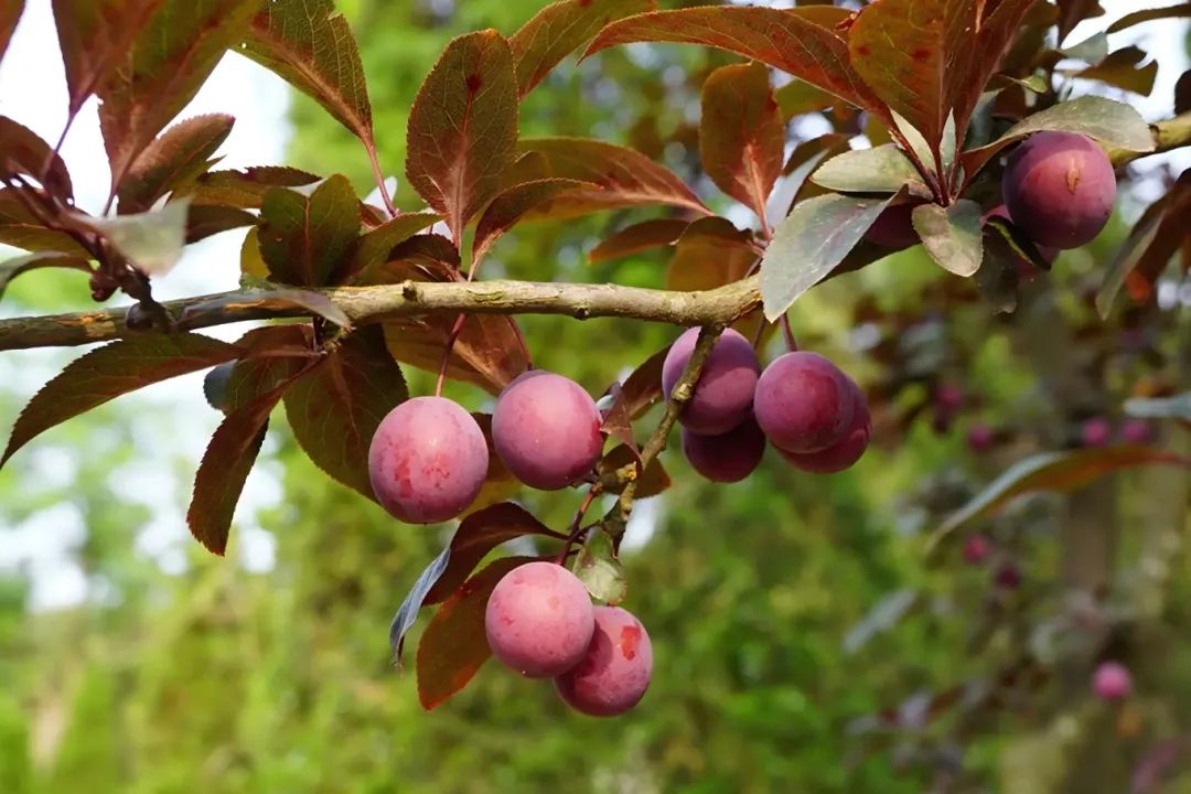 紫叶李.jpg