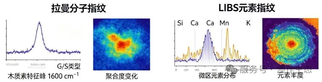 LIBS-拉曼微区同步检测木质素与矿质元素耦合研究