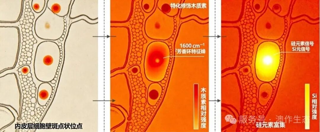 LIBS-拉曼微区同步检测木质素与矿质元素耦合研究
