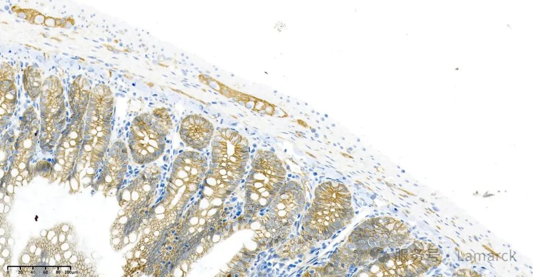 AR0056_2 Rat jejunum tissue.jpg