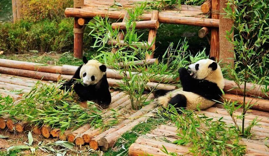 Chengdu vs Chongqing ： Which City Suits Your Travel Style?