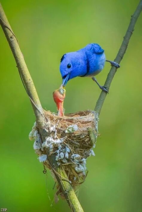 سۈنئىي ئەقىل ئاپىتى