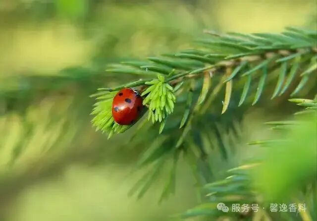 640_wx_fmt=jpeg&watermark=1&tp=webp&wxfrom=10005&wx_lazy=1 (4).webp