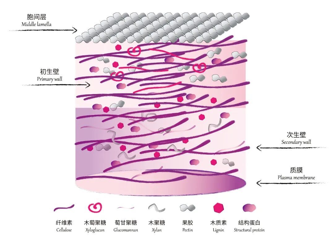 1植物专题 骑马钉 尺寸255mmx180mm 7.9 未转曲-08.jpg