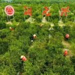 柑香袭人丰收时！陈皮里的“爱马仕”如何诞生？