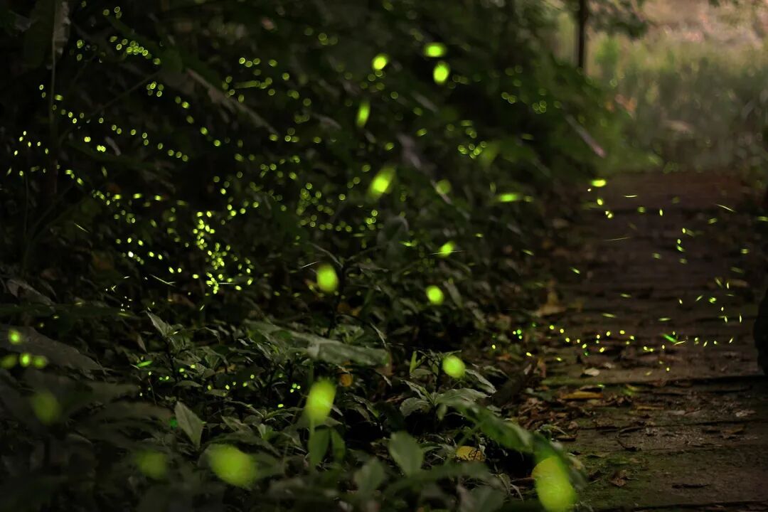 Free Firefly Forest photo and picture