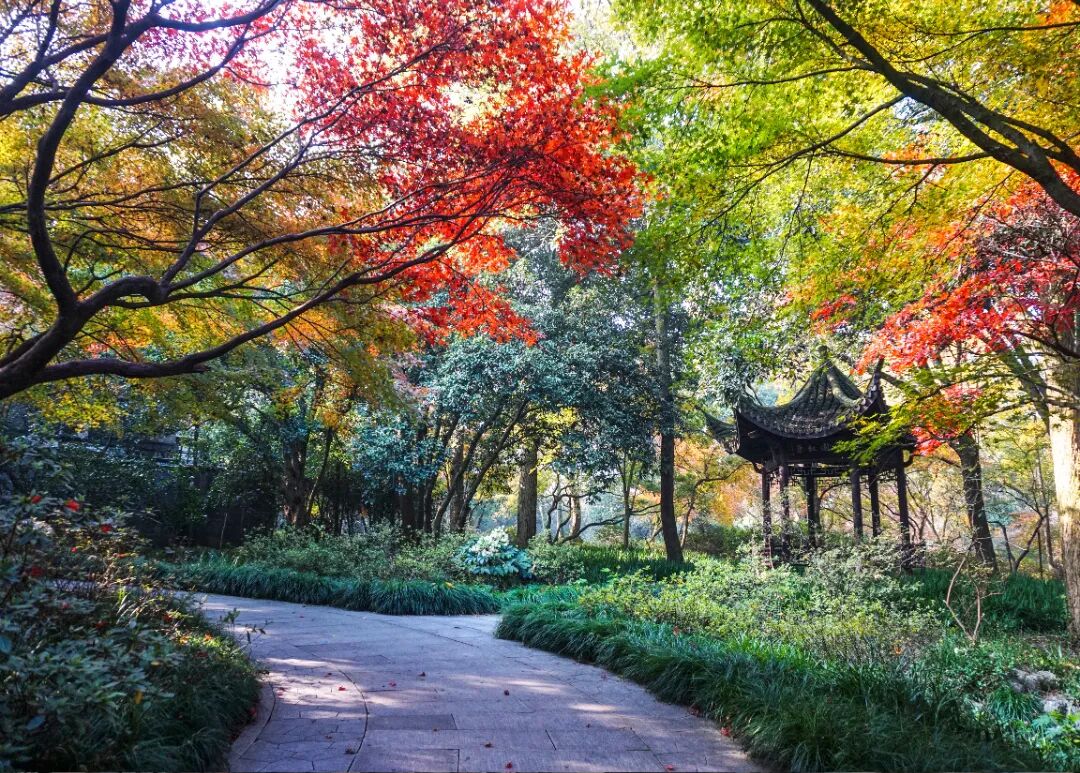 千库网_秋天园林立秋秋天枫树枫叶园林摄影图摄影图配图_摄影图编号198419.jpg