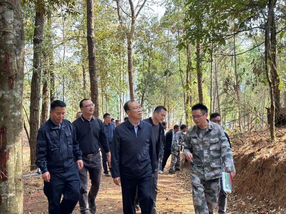 保山市委书记杨军带队调研腾冲市“国家储备林+林下经济”项目及森林防火相关工作