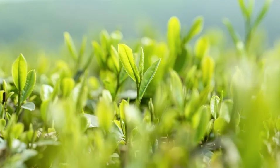 松花粉相克食物大全,春季喝松花粉会上火？真相来了！塞上松为你揭开“上火”误区