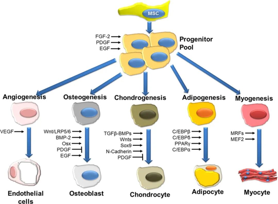  调控间充质干细胞（MSC）分化的信号分子及转录因子概览图
