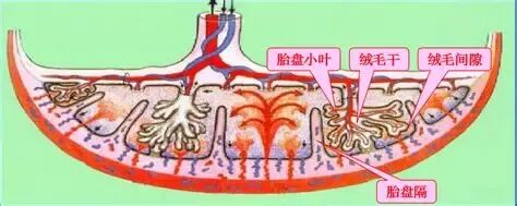 胎盘-胚胎学图库-广西中医药大学-基础医学院 中西医结合组织学与胚胎学