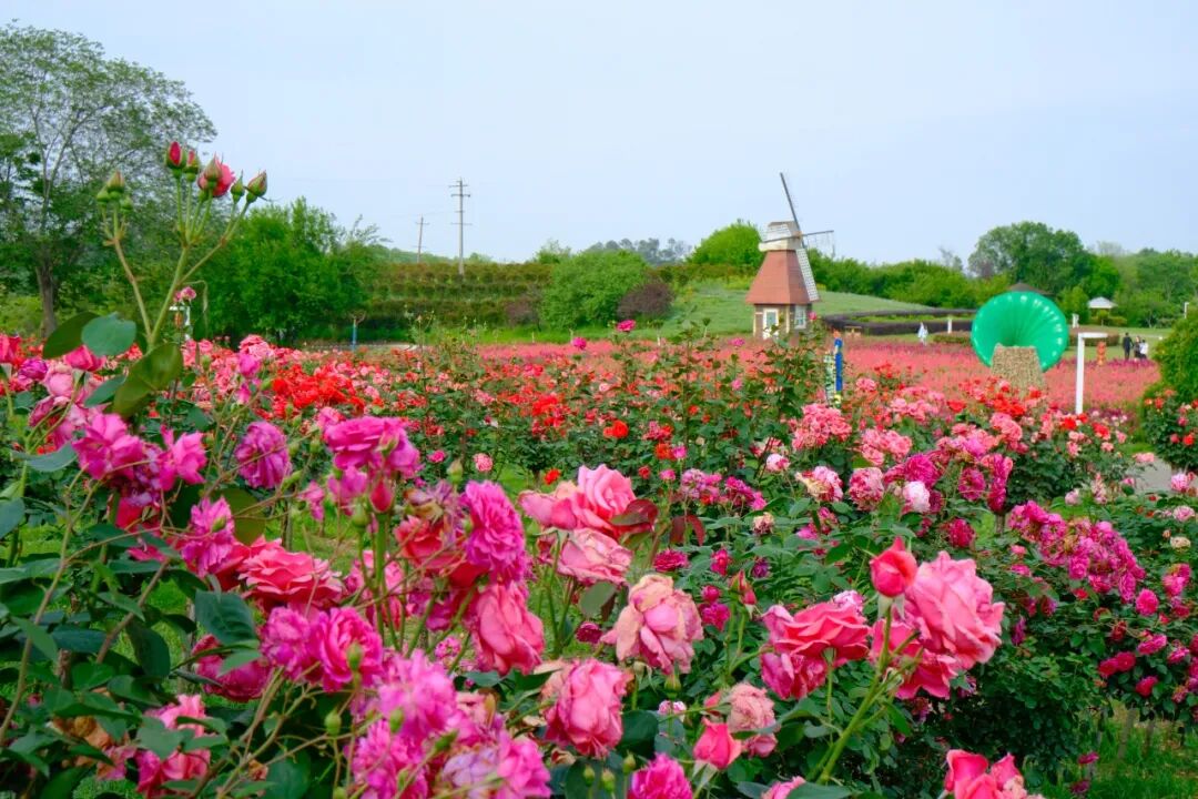 DSCF2097.JPG
