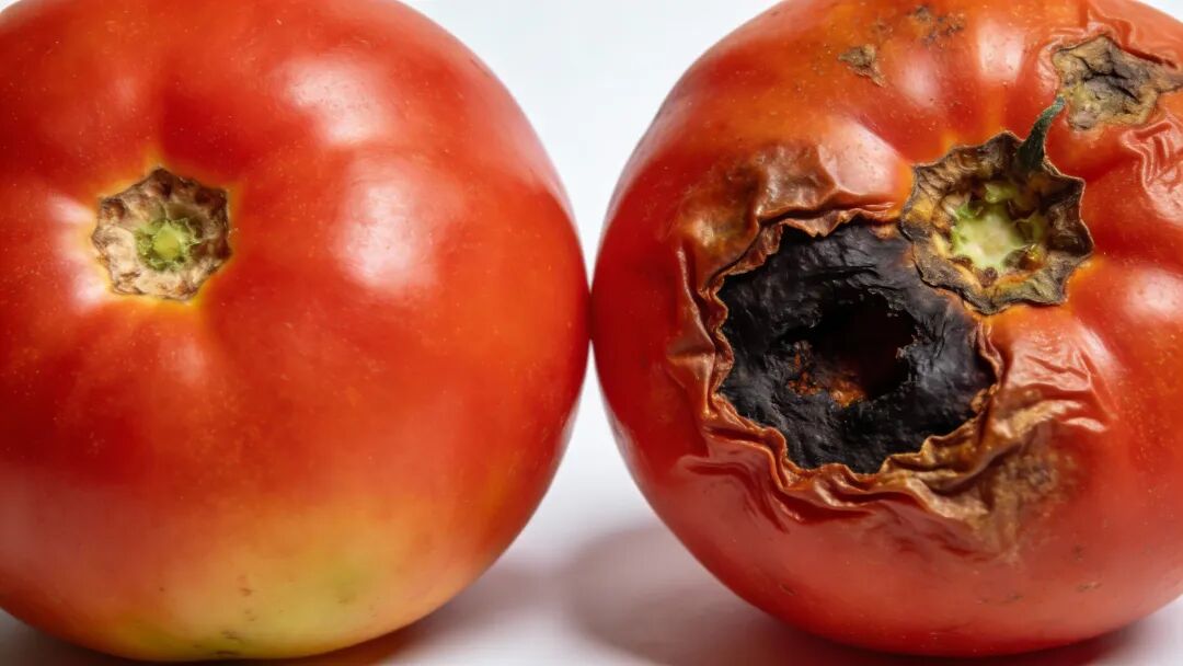 一張對比圖，左側(cè)是健康的番茄，右側(cè)是表現(xiàn)出典型的臍腐病癥狀（底部發(fā)黑凹陷）的番茄，高質(zhì)量攝影風(fēng)格，能清晰展示病癥細(xì)節(jié)。