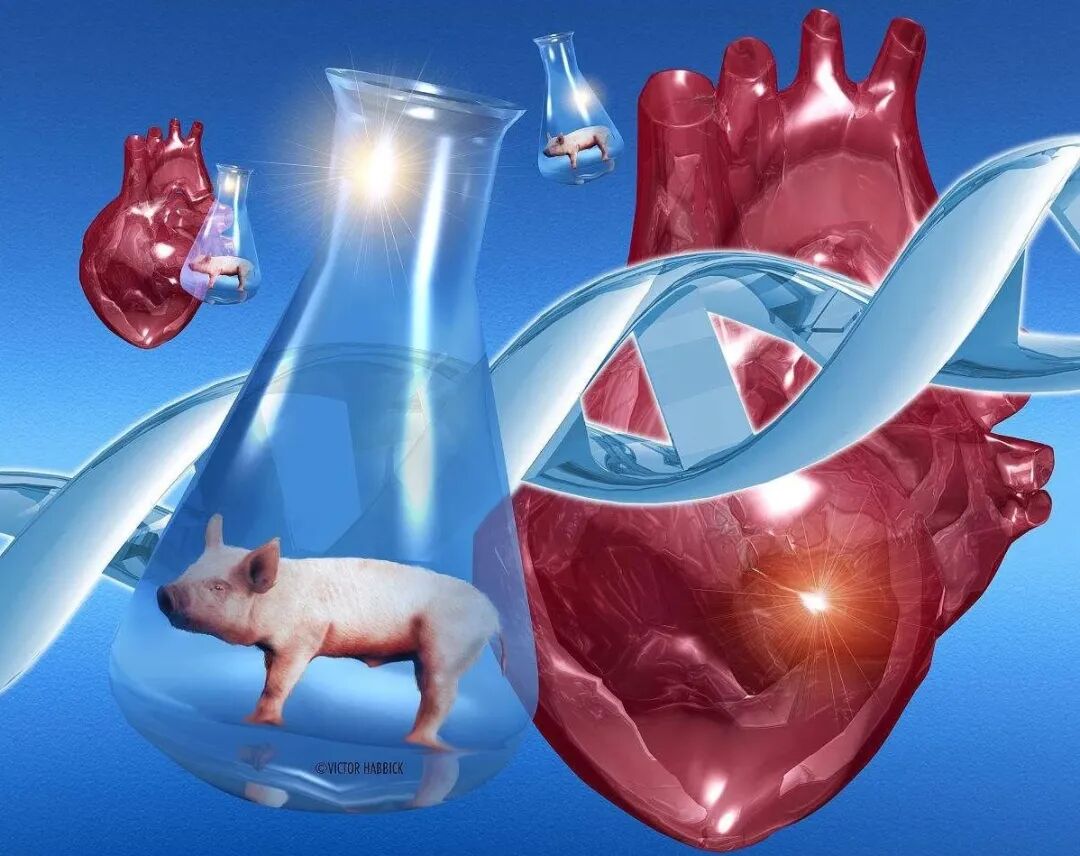 生命奥秘：把猪器官移植到人体，即将成为现实了吗？_新浪新闻