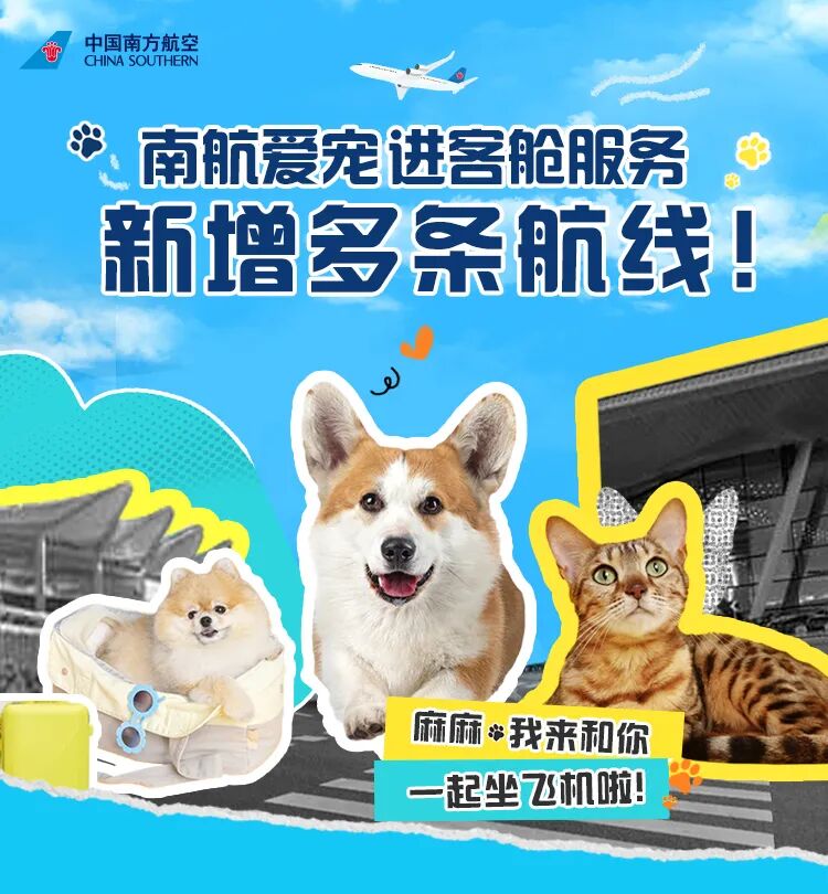 累计4757单！宠物出行加速驶入新赛道