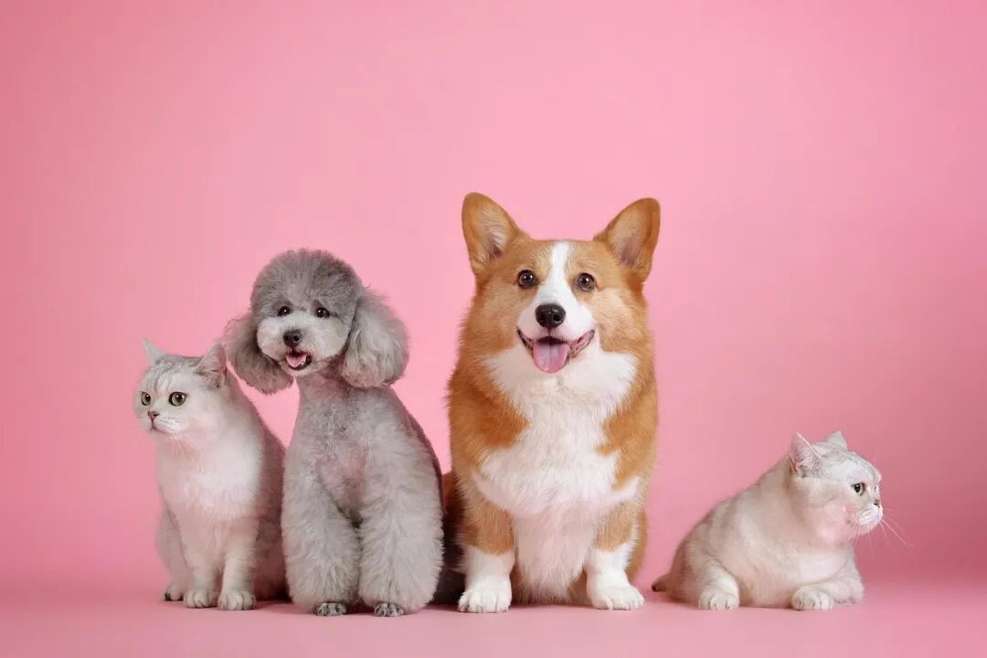 宠物 猫 狗 - Pixabay上的免费照片 - Pixabay