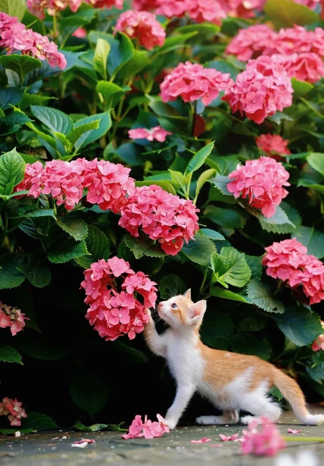 猫与花.jpg