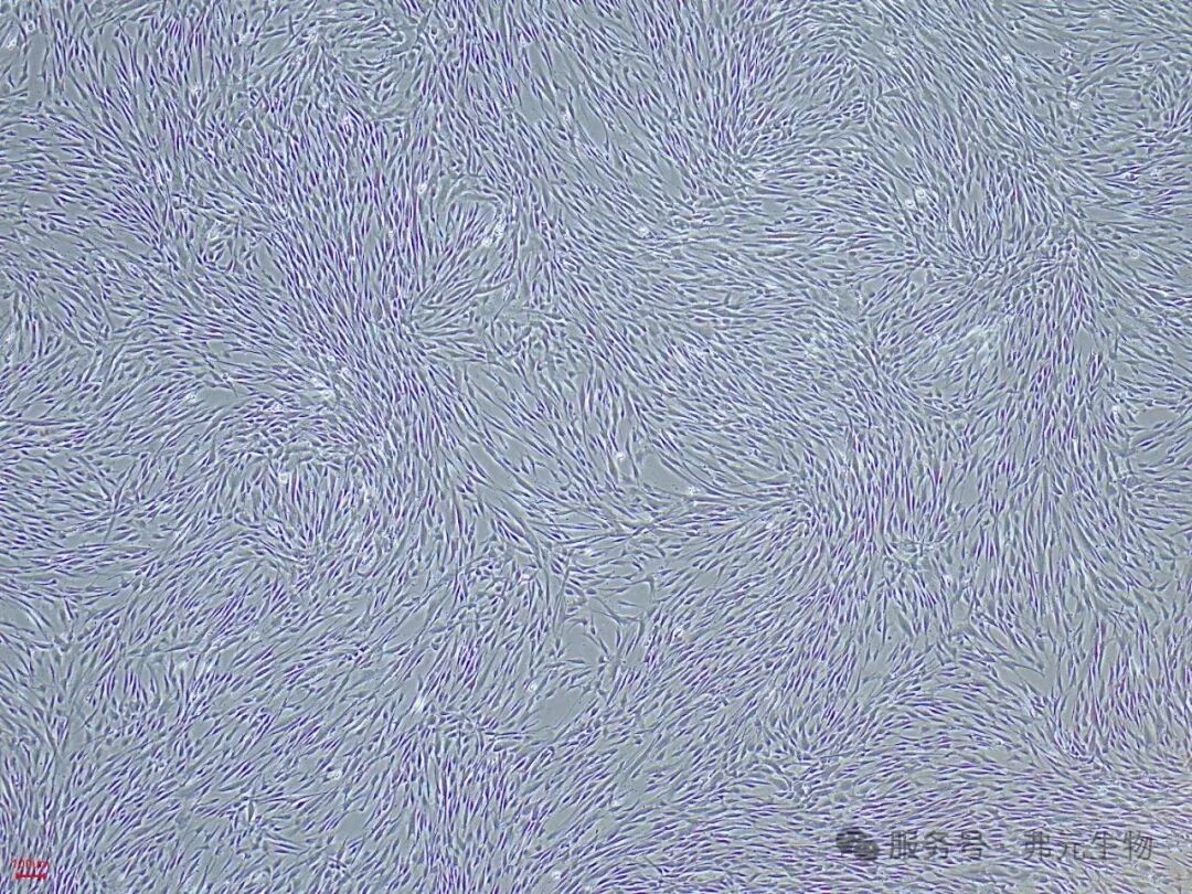 hAMSC-P18-3D-FBS_0721_152721.jpg