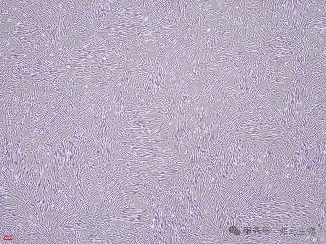 hAMSC-P12-3D-FBS_0630_145416.jpg