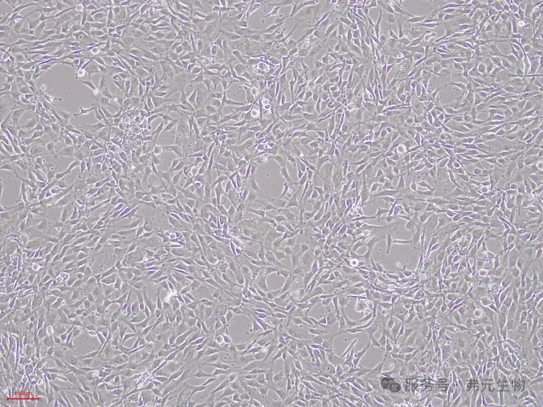 H9-iMSC-P3-10.jpg