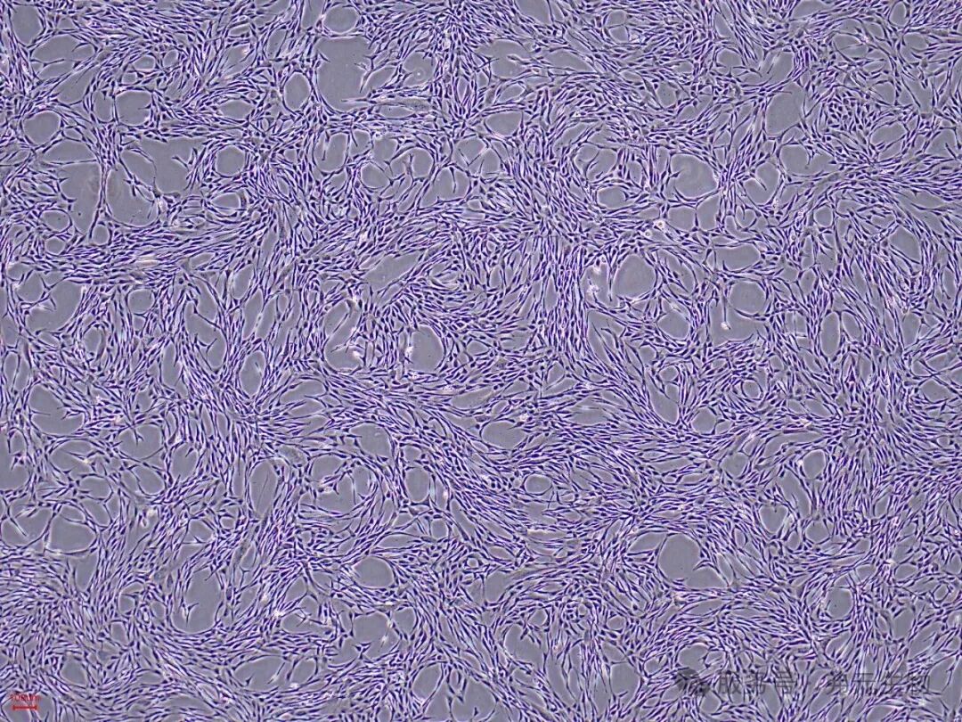 H9-iMSC-P7-4.jpg