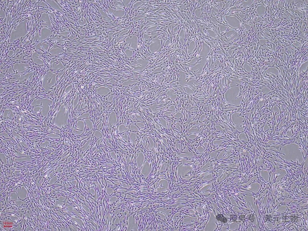 H9-iMSC-P6-4.jpg