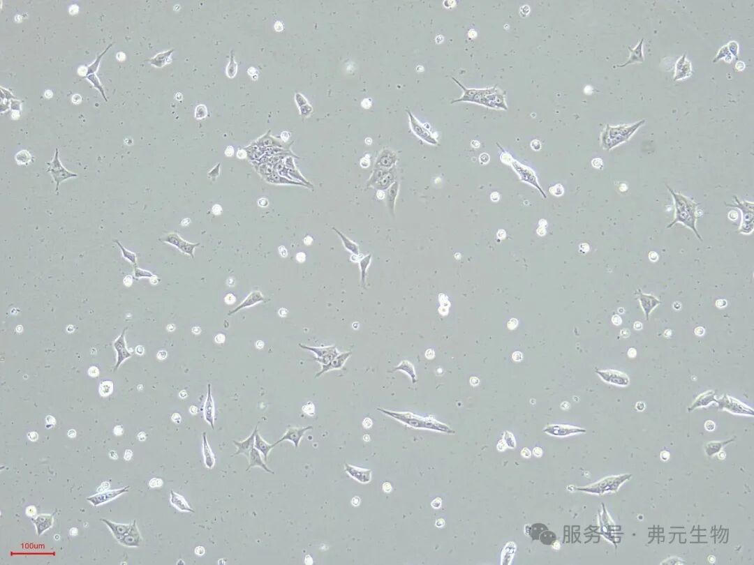 iPS-P7-1D-10.jpg