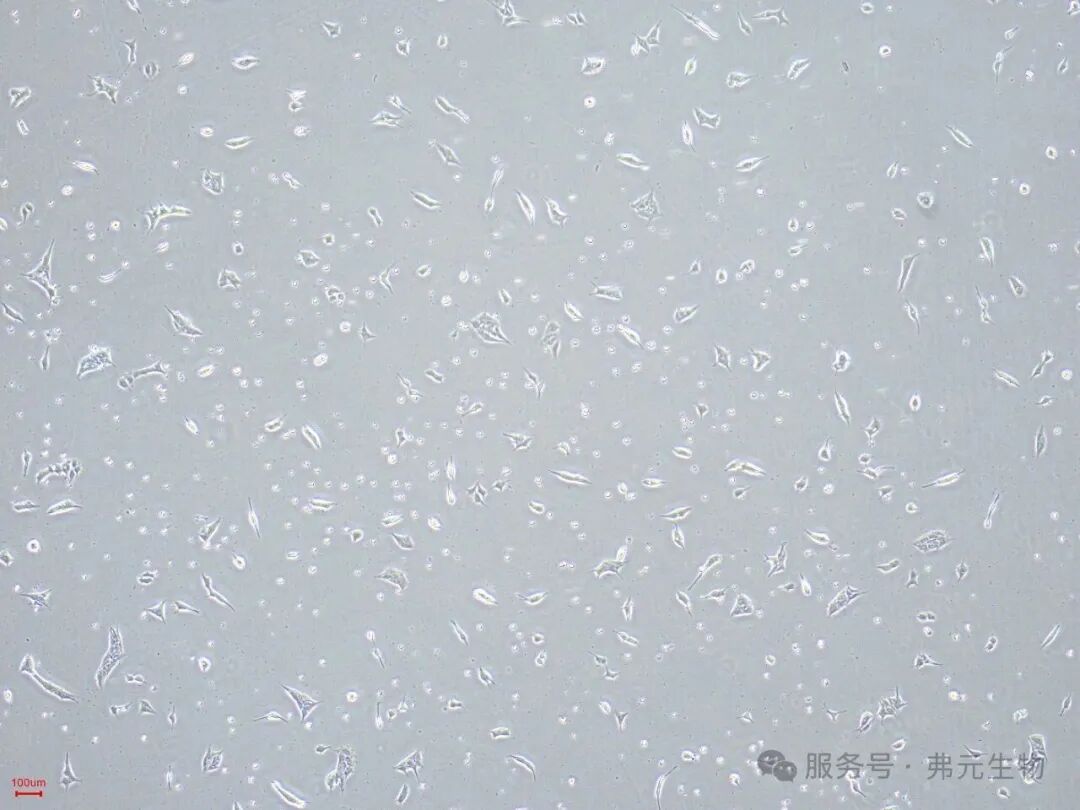 iPS-P7-1D-4.jpg