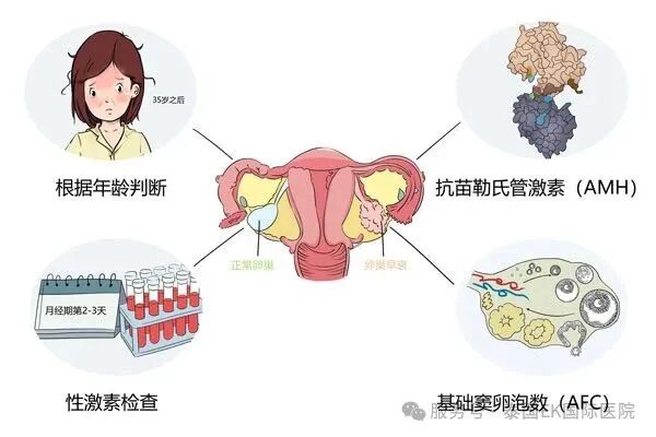 AMH、激素六项及基础窦卵泡与卵巢的关系