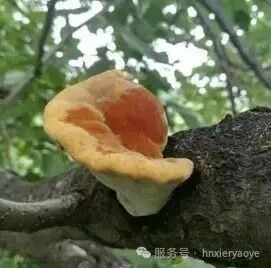 枯桑逢菌生黄金：揭秘“抗癌瑰宝”桑黄的人工培育密码