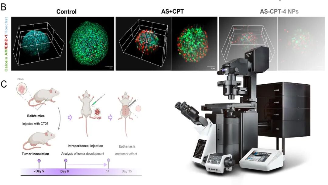 科技前沿丨核酸適配體工程化多價(jià)喜樹堿偶聯(lián)物協(xié)同治療結(jié)直腸癌