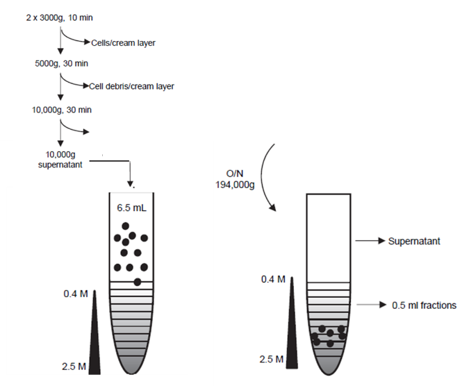【應(yīng)用“泌”籍】這瓶牛奶不一般