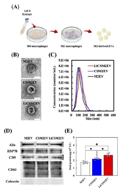 前沿解讀 | CytoFLEX nano納米流式助力揭秘“骨免疫”新機(jī)制
