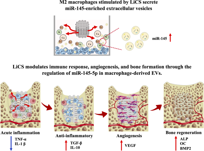 前沿解讀 | CytoFLEX nano納米流式助力揭秘“骨免疫”新機(jī)制