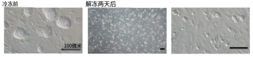 Bambanker細(xì)胞凍存液產(chǎn)品系列詳細(xì)介紹
