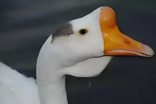 640 (2)(1).png