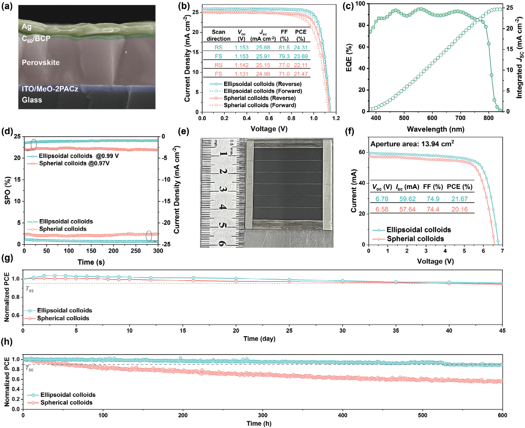 ���ʹ�200ԭλ��Ϳ���Ż���Ĥ��ò���ʳ���Ч�ʴ�24.31%��600Сʱ�ȶ���89%��
