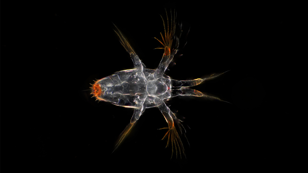 EVIDENT伴隨威爾?史密斯，探秘北極浮游生物微觀視界